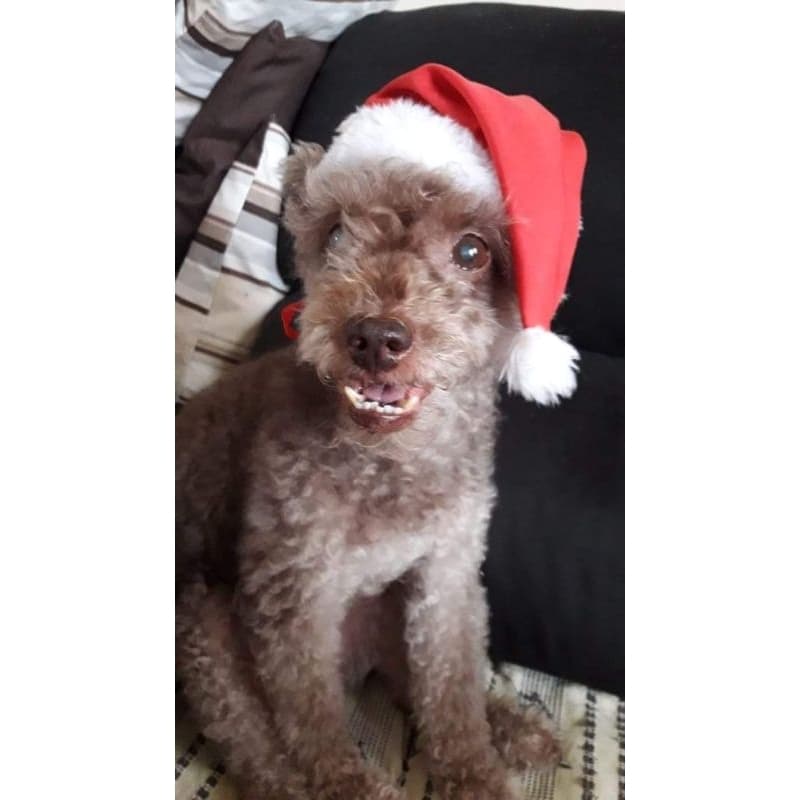 Gorrinho Pet Noel