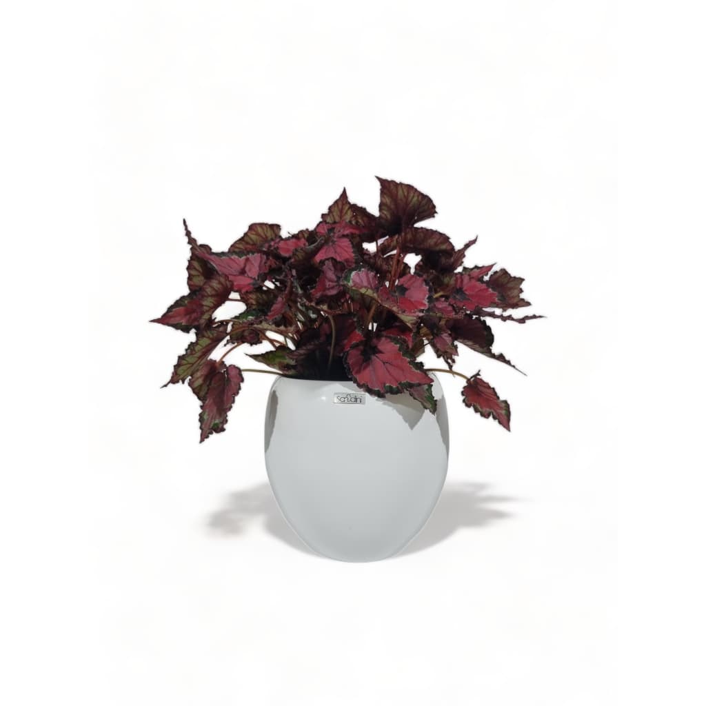 Vaso redondo e pequeno para mesa 19cm Coral