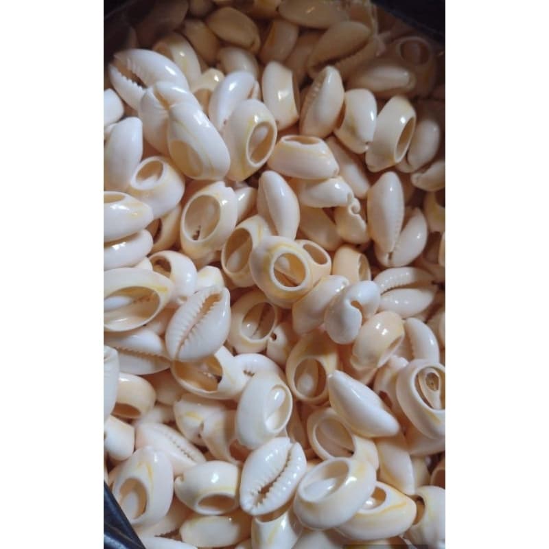 Búzio Natural cortado 500 g tamanho (pequeno grande) Concha natural do Mar