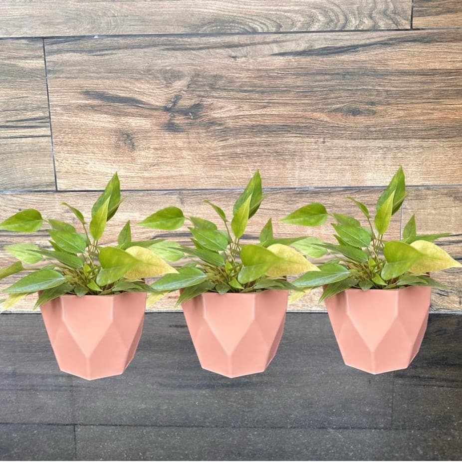 Kit 3 Vasos de Plantas Cachepô Facetado Nº3 Injetado Decorativo