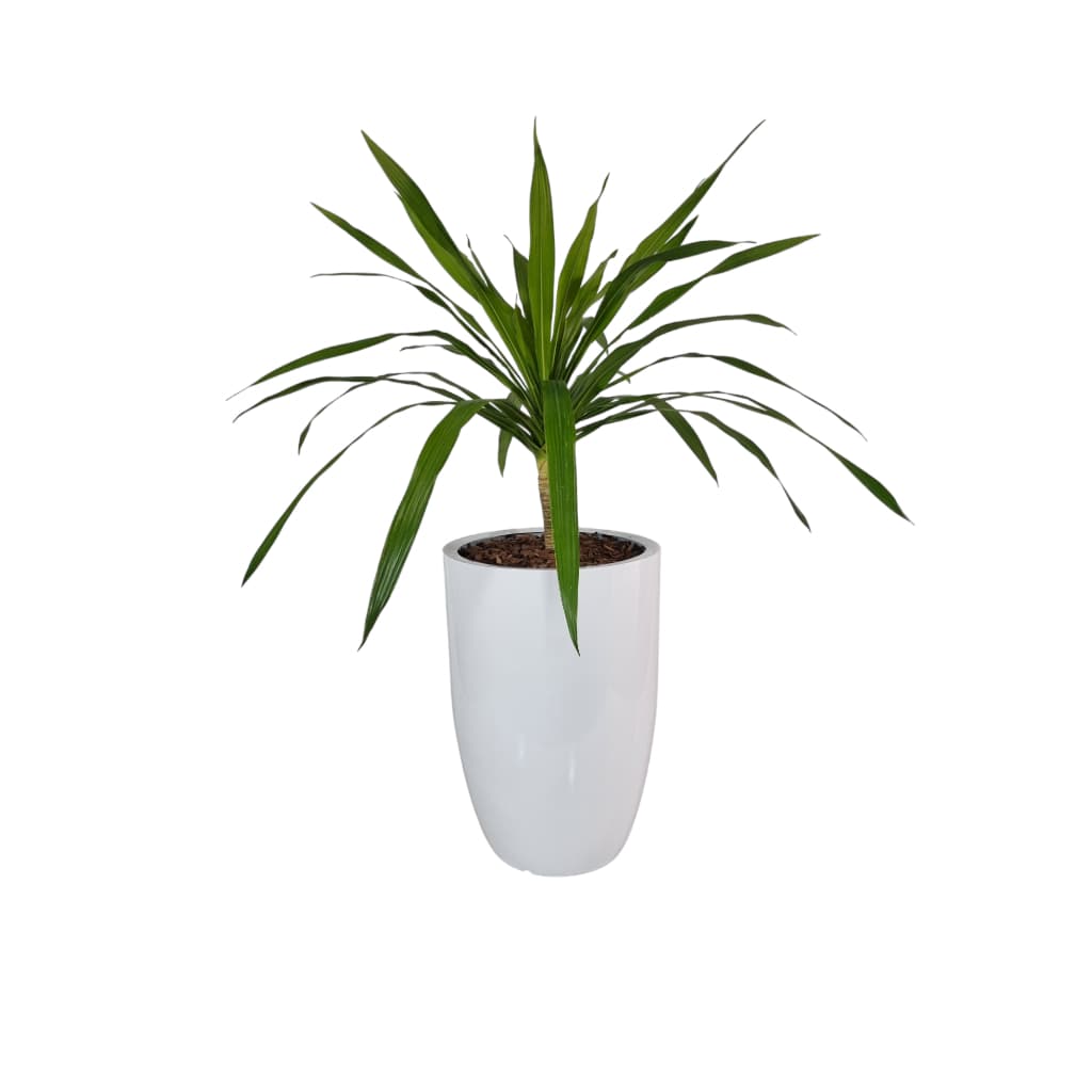 Vaso de Planta em Fibra de Vidro 61cm Ágata M Moderno e Leve para Casa e Jardim