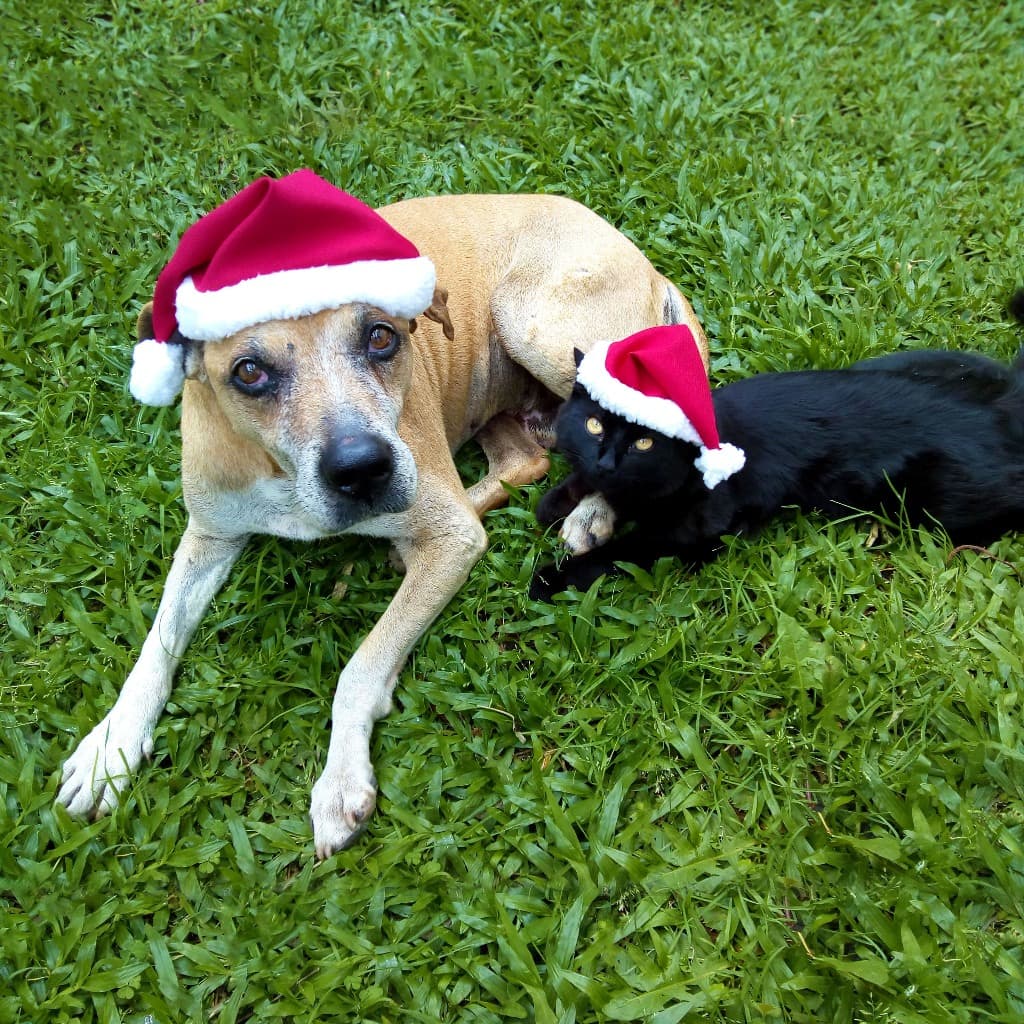 Kit 50 gorros pet Natal para cachorro, gato e coelho, gorro  Noel FANTASIA PET NATAL
