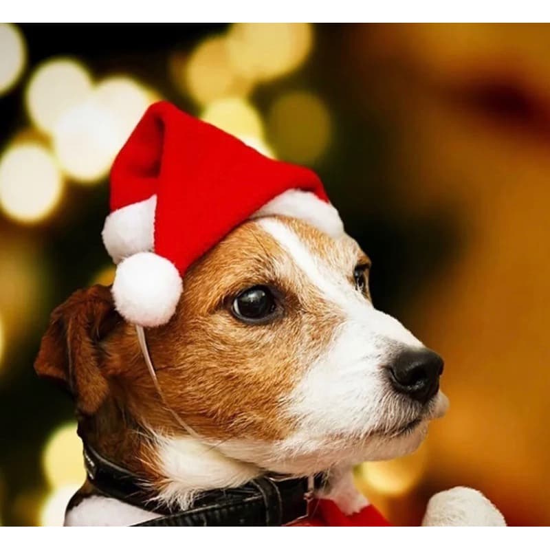 Chapéu Gorro de Natal Pet Cão E Gato