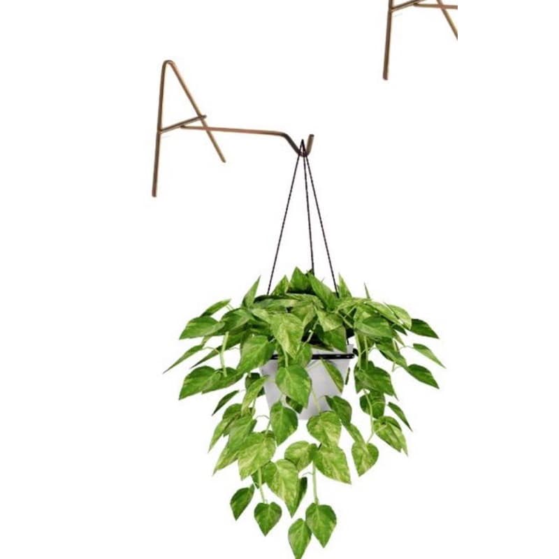 suporte de pendurar vasos xaxim flores plantas