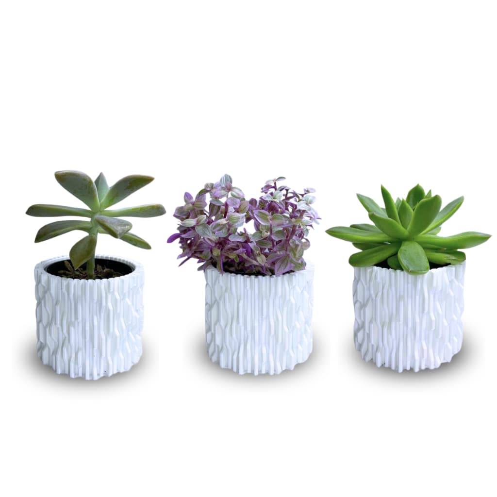 Vasos Para Suculentas Plantas Flores Cactos Decoração Casa