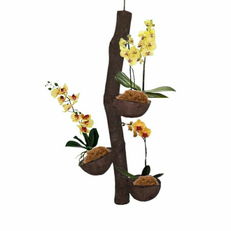 Suporte cocopau para orquídeas com 3 vasos de coco prendido no tronco
