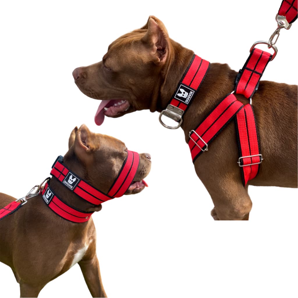 Kit Para Cachorro Grande Ajustável Coleira Peitoral Focinheira Pet Pitbull Golden Pastor Alemão