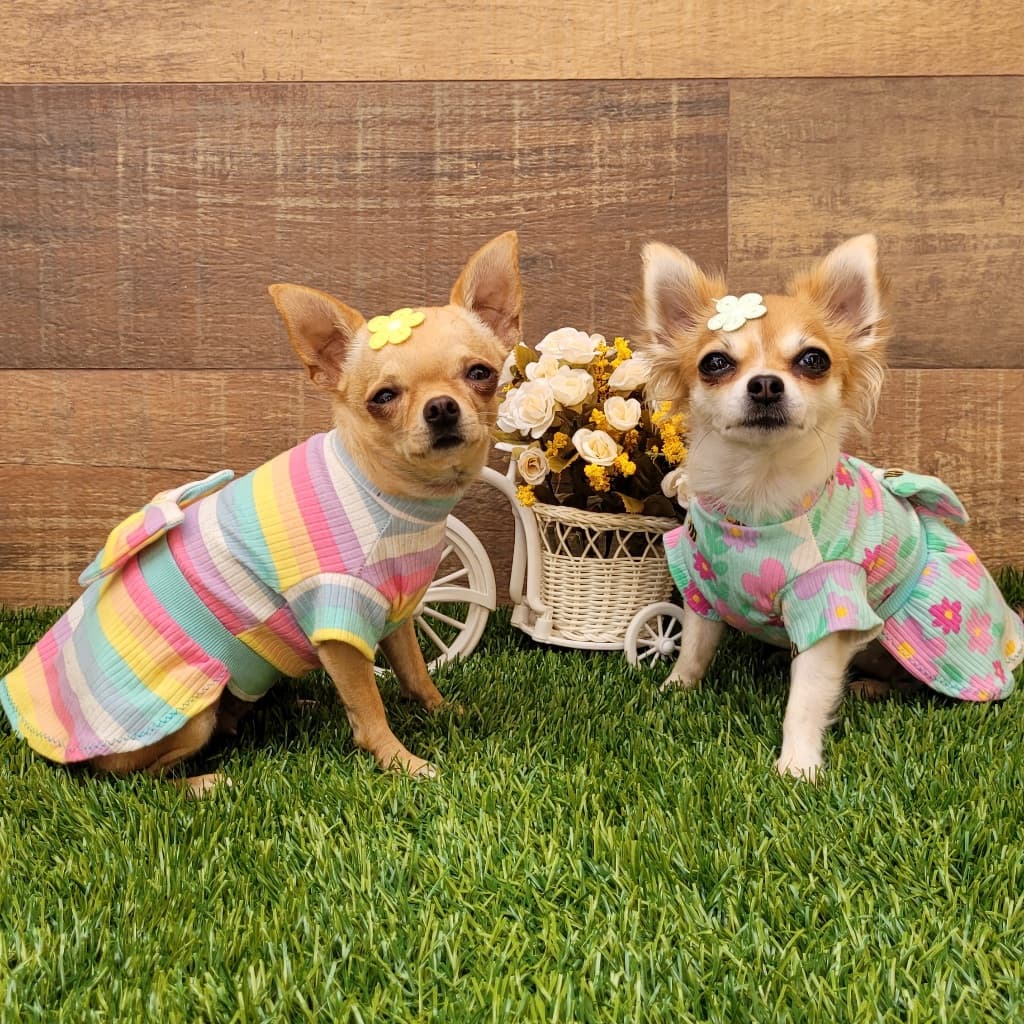 Vestido Pet Verão para Cachorro e Gato