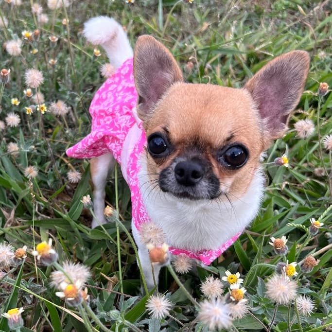 Vestido pet roupa para cachorro e gato vestido verão