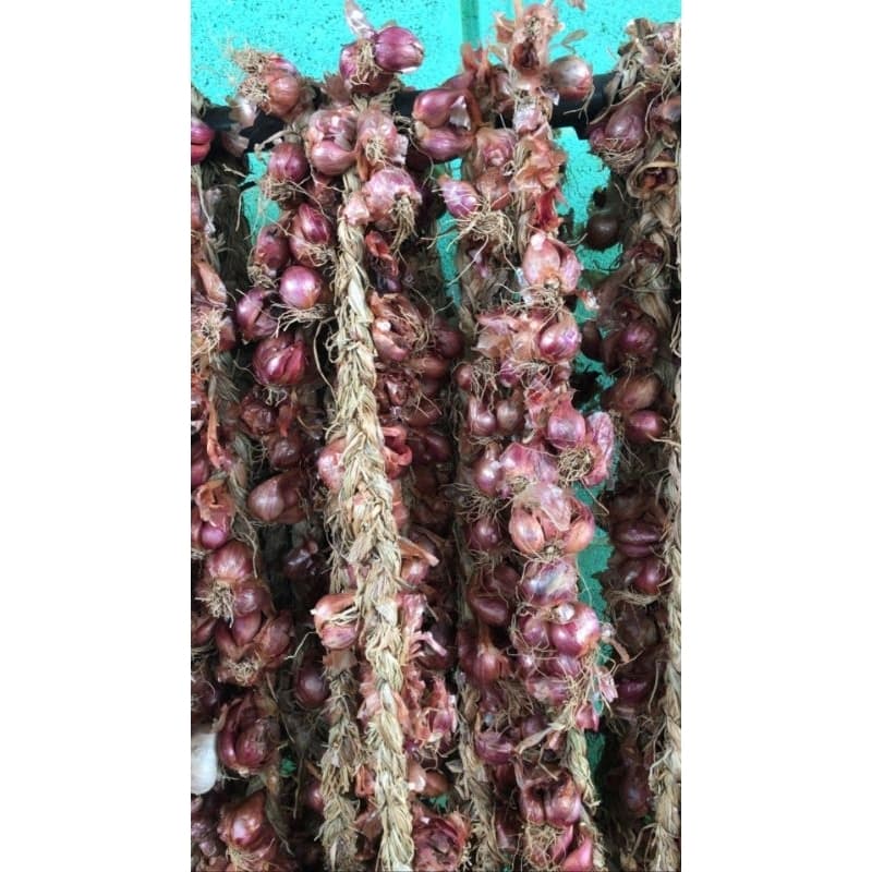 1 Réstia de Cebola Roxa Para Consumo,Plantio,Natural do Norte de Minas Gerais