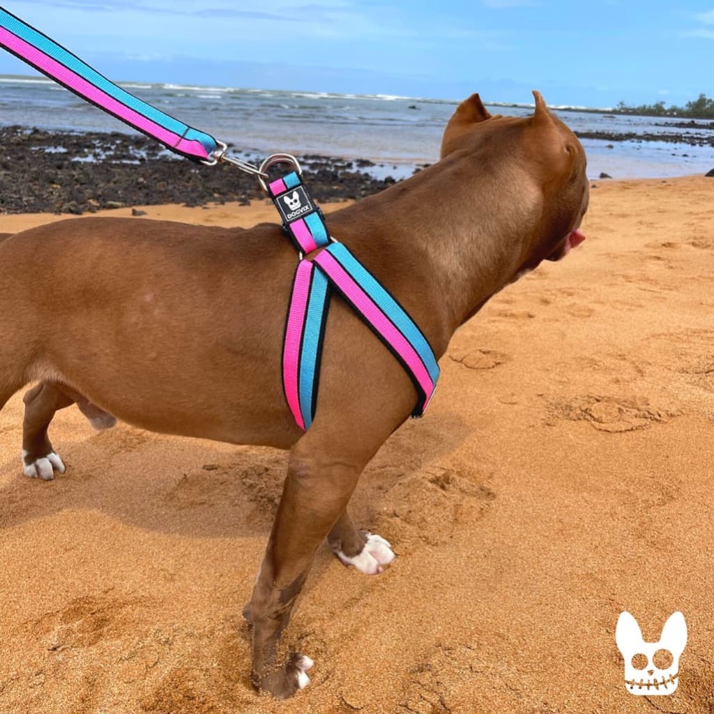 Coleira Peitoral reforçado Com Guia Para Cachorro de Raças Medias e Grande Porte