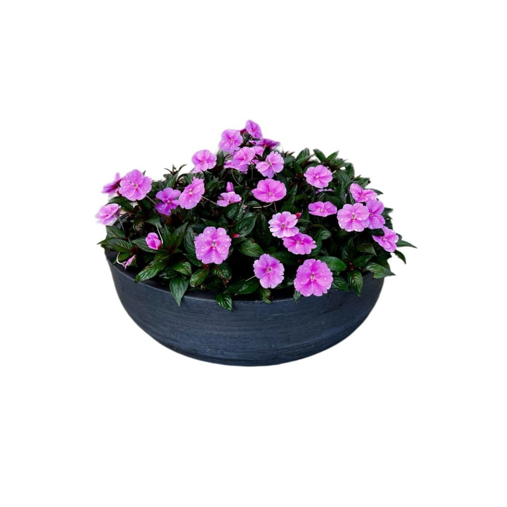 Vaso para Plantar Sunpatiens Rosa do Deserto Horta Capim Cidreira Suculentas Bacia Leve e Resistente