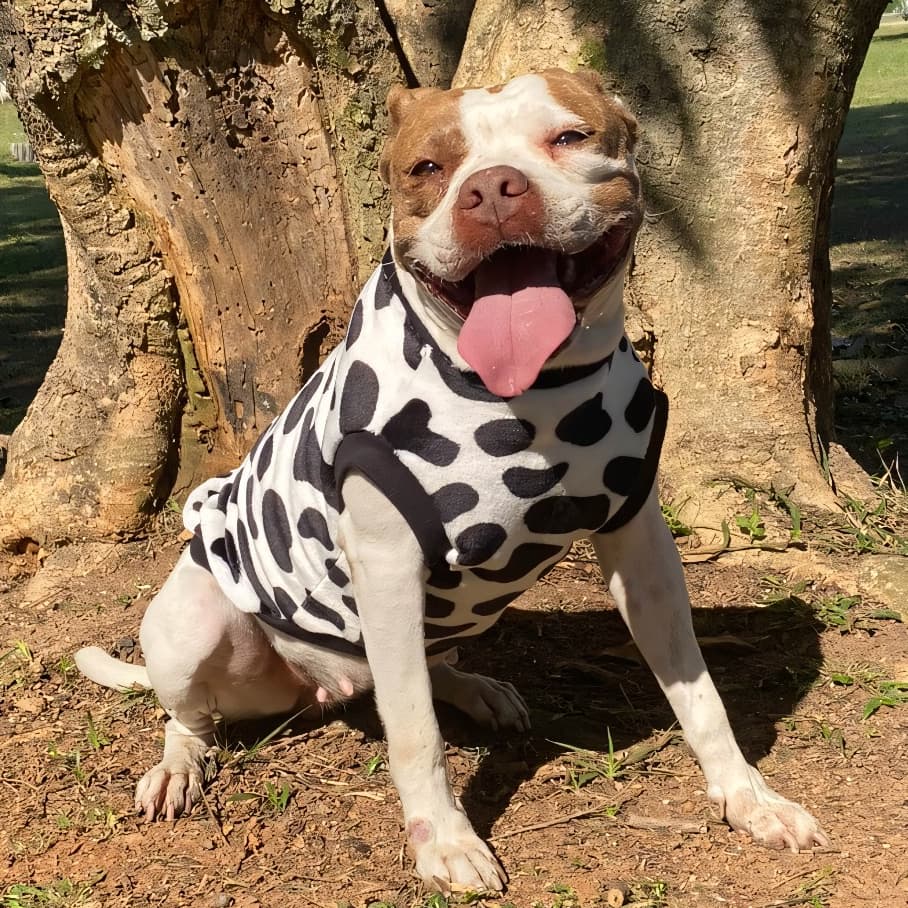 Roupa pet roupa para cachorro porte grande de fleece