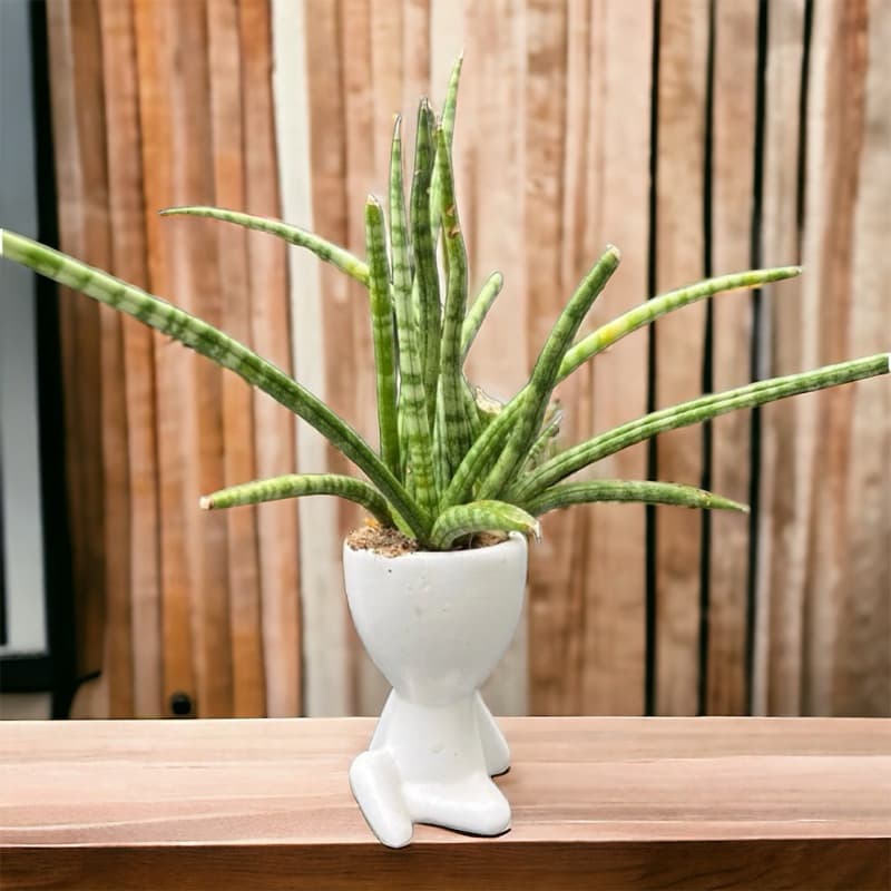 Cachepot Vaso Para Suculentas Cactos Mini Plantas Decoração preto e branco