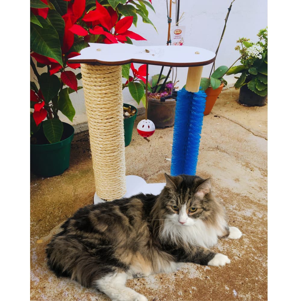 pet Arranhador para gatos  Coçadinha Brinquedo interativo gato playgroud gato
