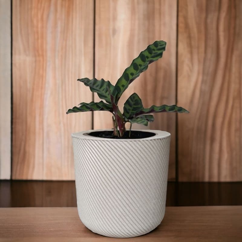 Vaso de Plantas Decorativo em Polietileno Bojo Vertical Luxo