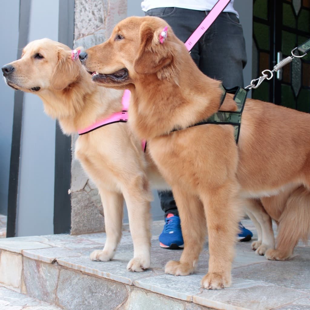 Coleira Peitoral Ajustavel Guia Passeio com Amortecedor Peiteira Para Cachorros Grande e Fortes