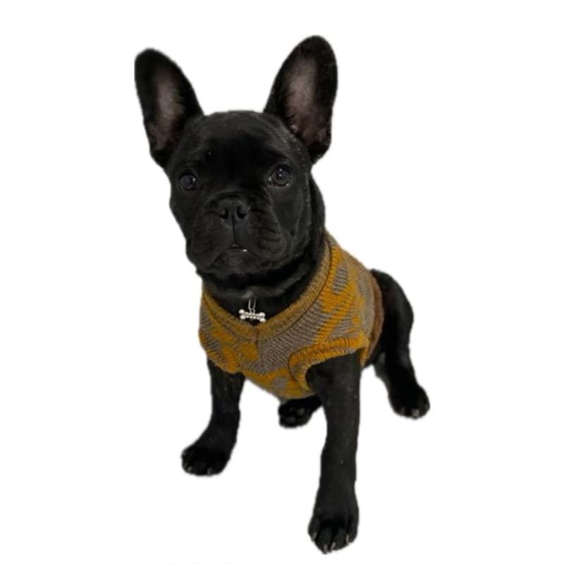 kit Conjunto 5 Roupinha Pet Roupa Para Cachorro Atacado Revenda Animal de Estimação SORTIDAS Inverno Tricot