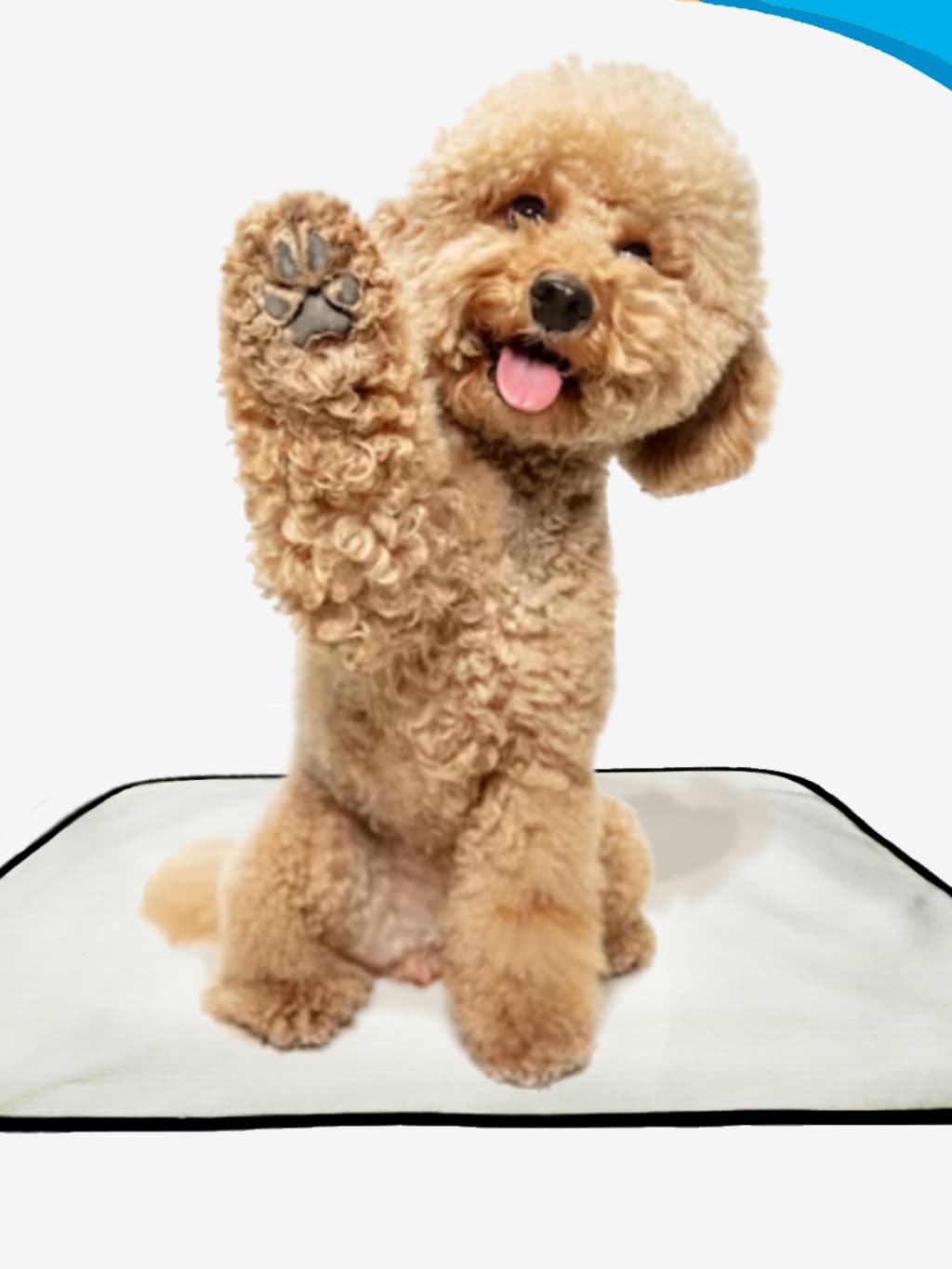 Tapete higiênico lavável, Tapete de piso para cachorro, Tapete para pets liso