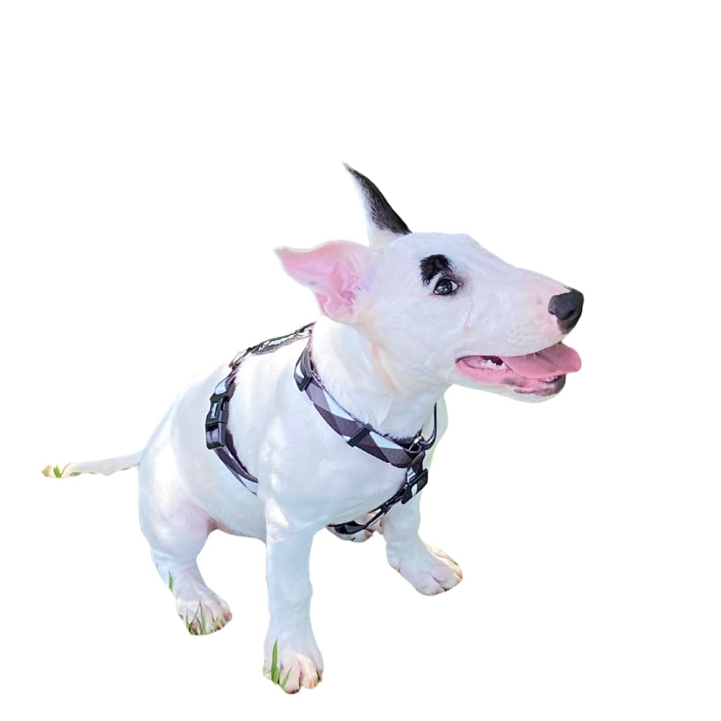 Kit Peitoral H E Guia para cachorro Grande passeio  ZaraBlue