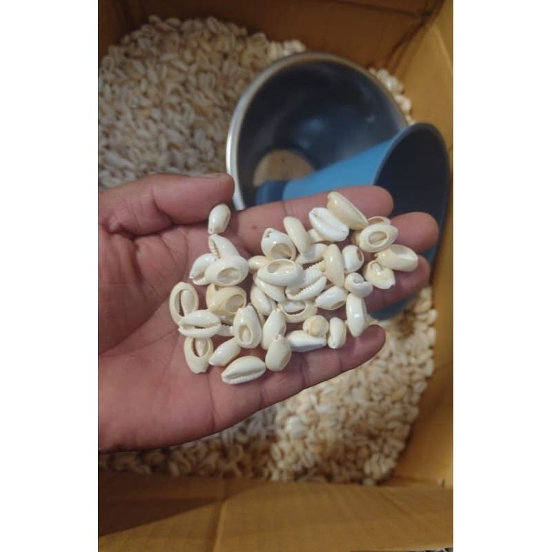 Búzio Natural cortado 500 g tamanho (pequeno mediano ) Conjunto de conchas naturais do Mar