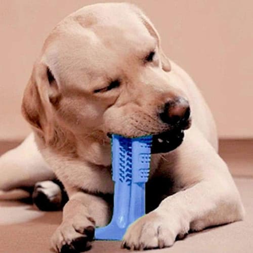 Mordedor Escova Dente Cachorro Brinquedo Resistente Médio Cor Azul E VERDE