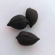 "Fava de Exu – Potência e Proteção para Assentamento Espiritual (Umbanda e Candomblé) Unidade"