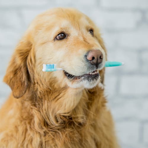 2 Escovas De Dente com 2 pontas Cachorro Pet Para Cães E Gatos Napi