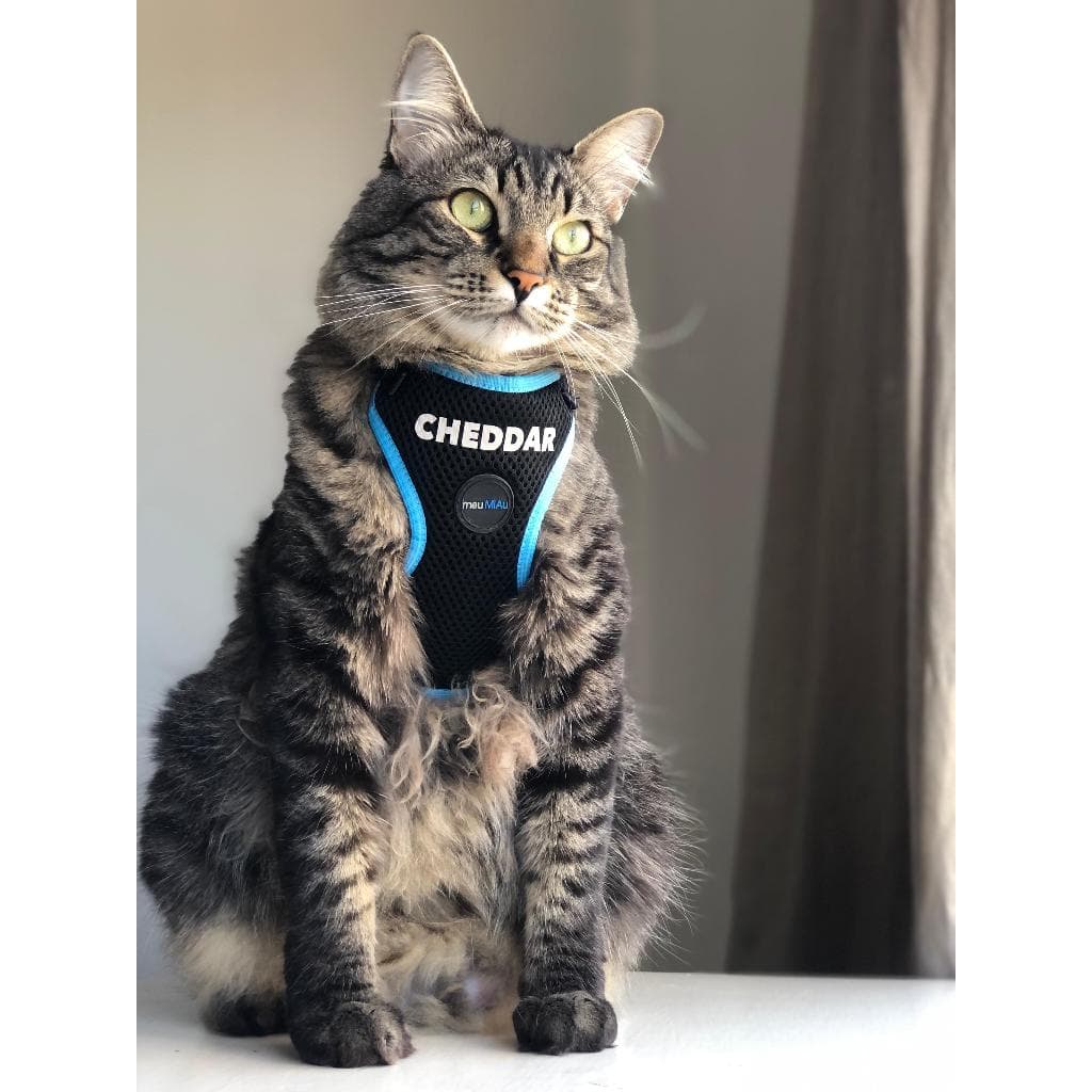 Peitoral para Gato PERSONALIZADO  com GUIA GRÁTIS com ajuste no pescoço e na cintura