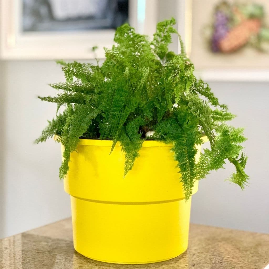 Vaso Plantas Autoirrigável Vaso Antidengue Para Flores Hortas Vaso com Cachepô Vaso Auto Irrigável