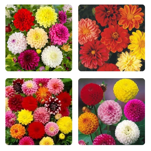 Sementes de Dália Anã Dobrada Sortida - Jardim Colorido e Compacto - Fácil Cultivo