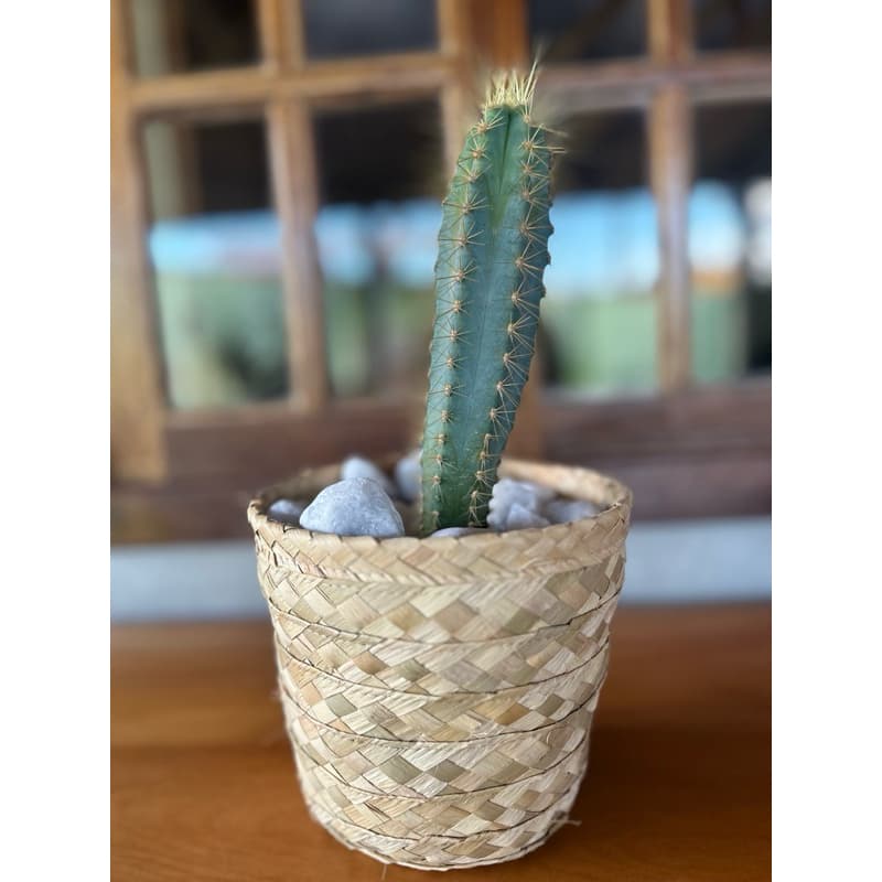Vaso cachepot de palha de carnaúba 15x15 para planta ou decoração