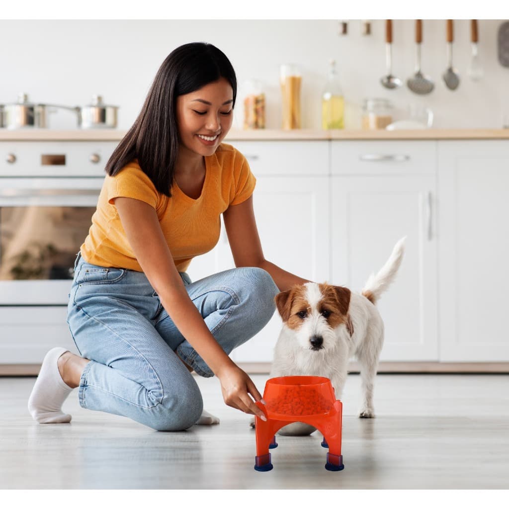 Kit Comedouro P 300ml + Suporte Elevado Color para Cães de Porte Pequeno 300ml BPA Free