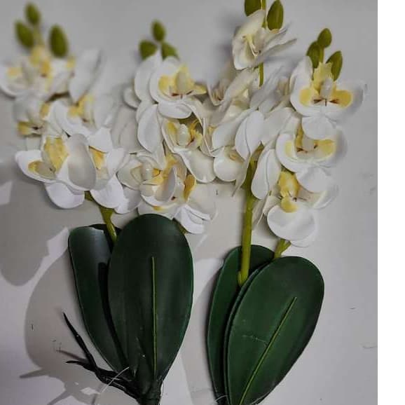 Orquídea (M) e (P)