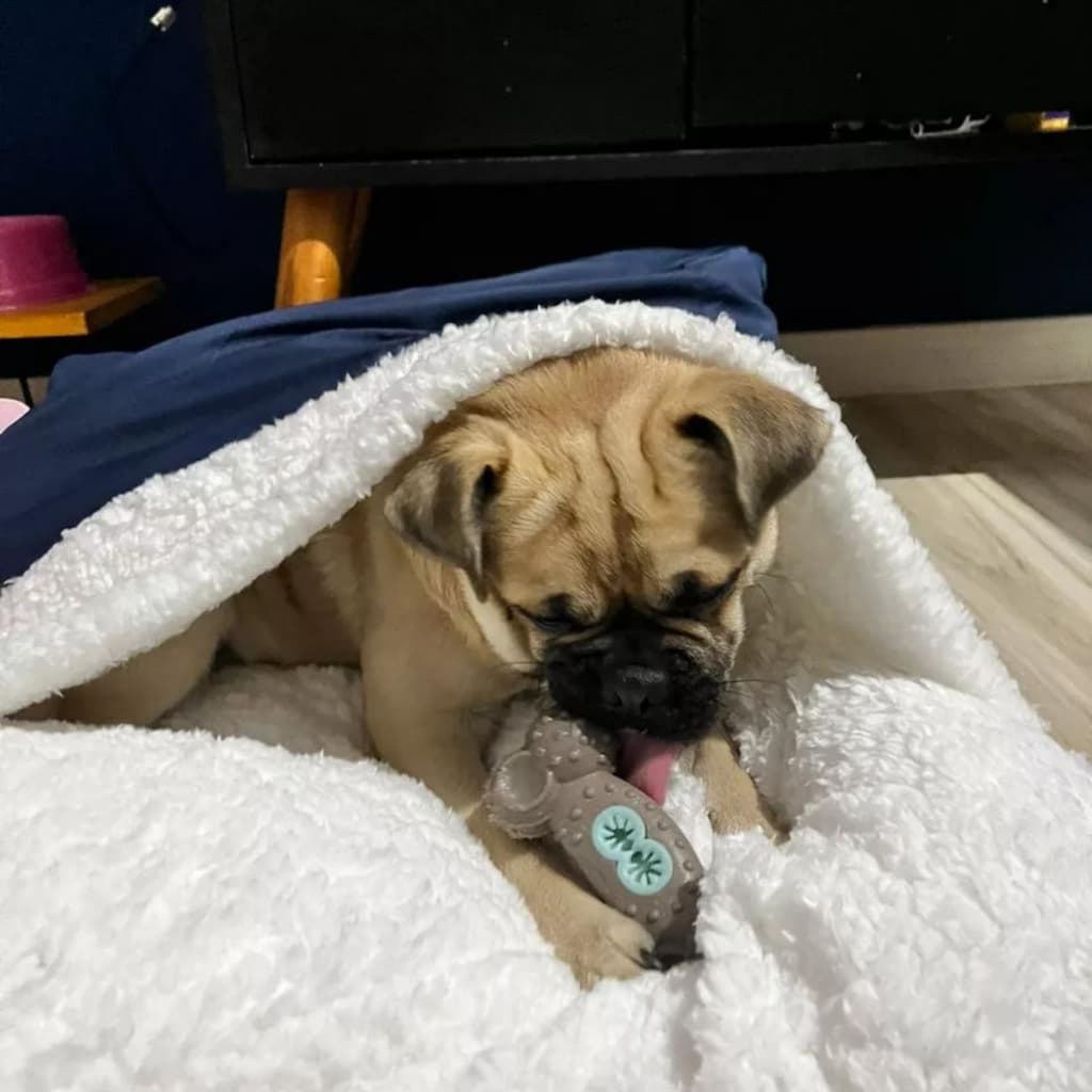 Caminha Pet Com Saquinho De Dormir Canguru Cama Colchonete Fofinho - Cães e Gatos
