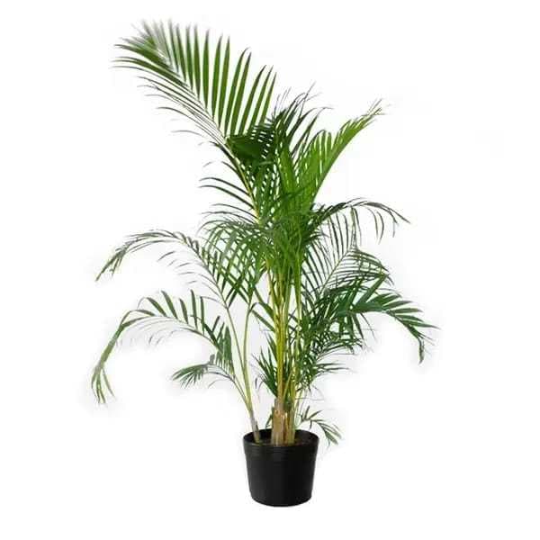 50/100/200 Sementes Frescas de Palmeira Areca Bambu Para Plantio Dypsis Lutescens