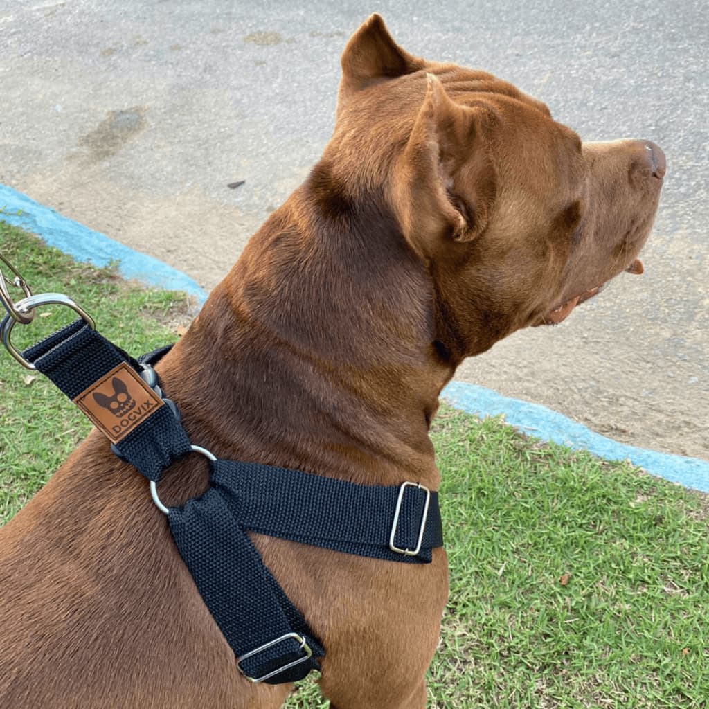 Coleira Peitoral Guia Para Cachorro Pitbull Golden Regulável e Confortável