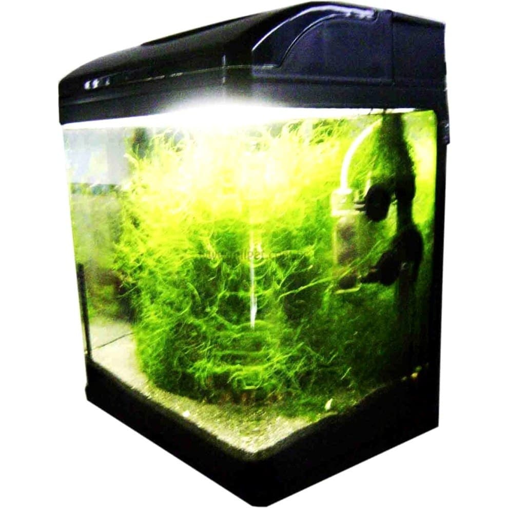 Aquário completo sump vidro curvo 43litros 220v