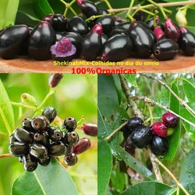 100 Folhas da Fruta Jambolão Colhidas no dia do Envio