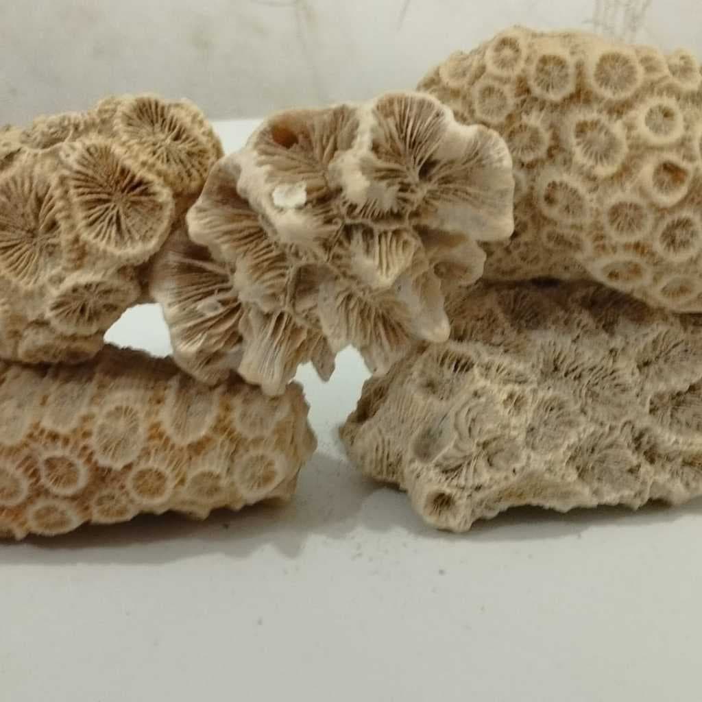 Pedra do mar - Pedras naturais - Coral - para áquario, artesanato e decoração em geral