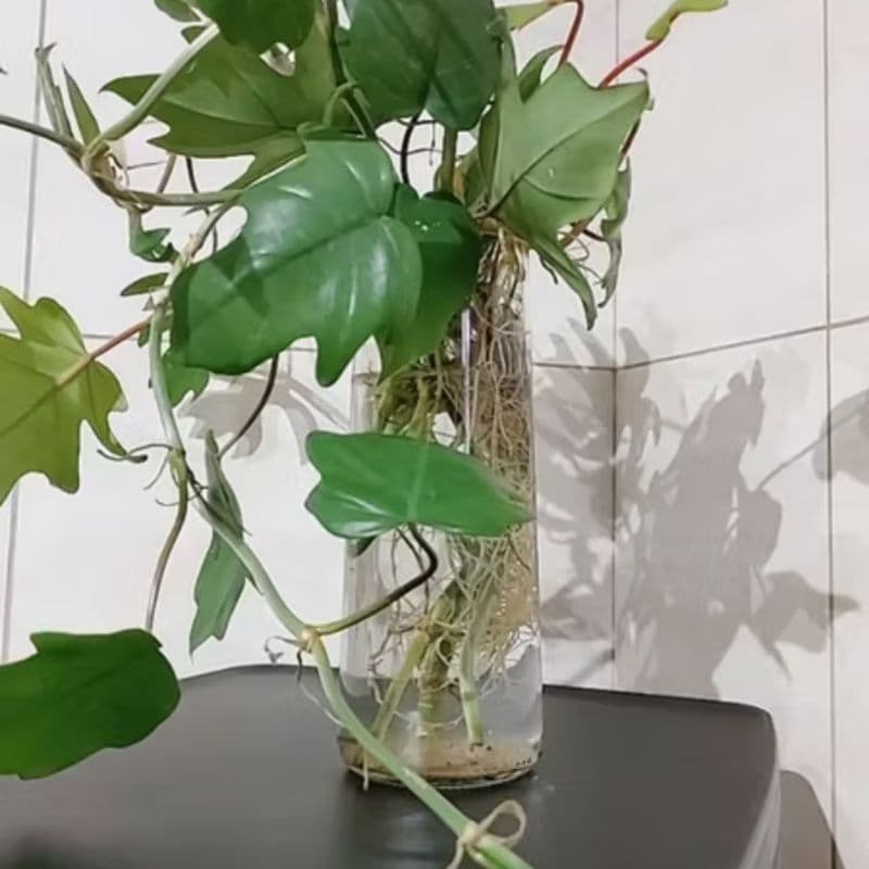 Vaso 21cm de vidro para flores transparente  para decoração  decore sua casa com  suporte para vela