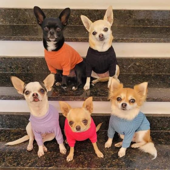 Roupa Pet Malha Canelada para Cachorro e Gato | Diversas Cores | Tamanho 0 ao 14