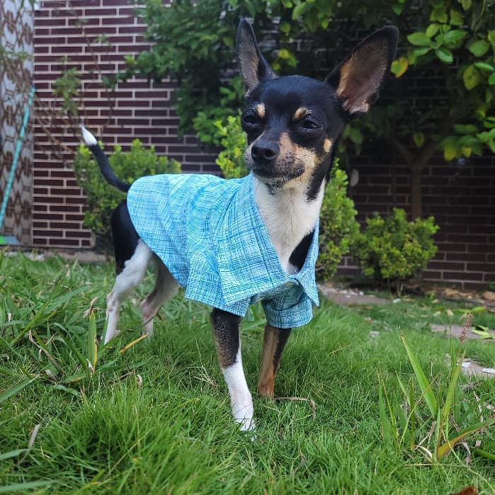 Roupa pet camisa para cachorro xadrez , tie dye