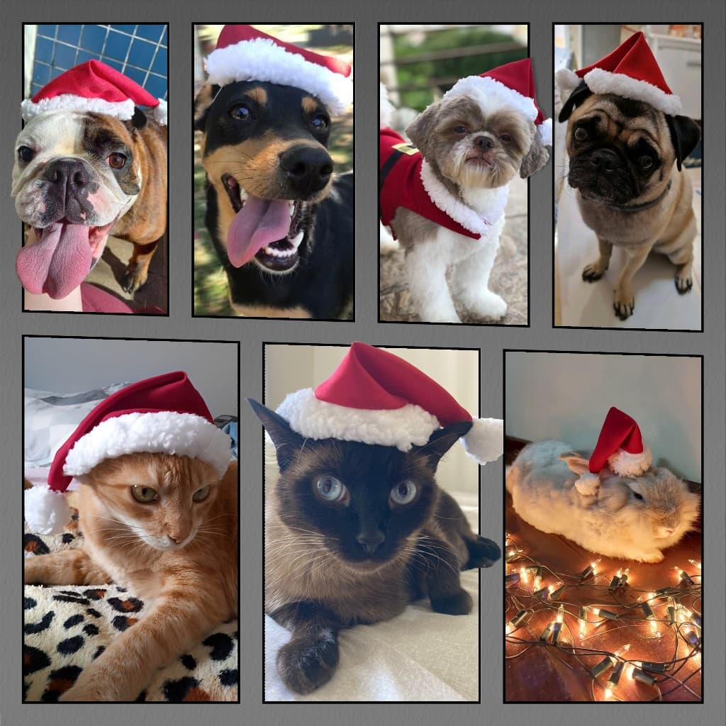 Kit 4 e 6 Gorros pet Natal para cachorro, gato e coelho, gorro Noel FANTASIA PET NATAL