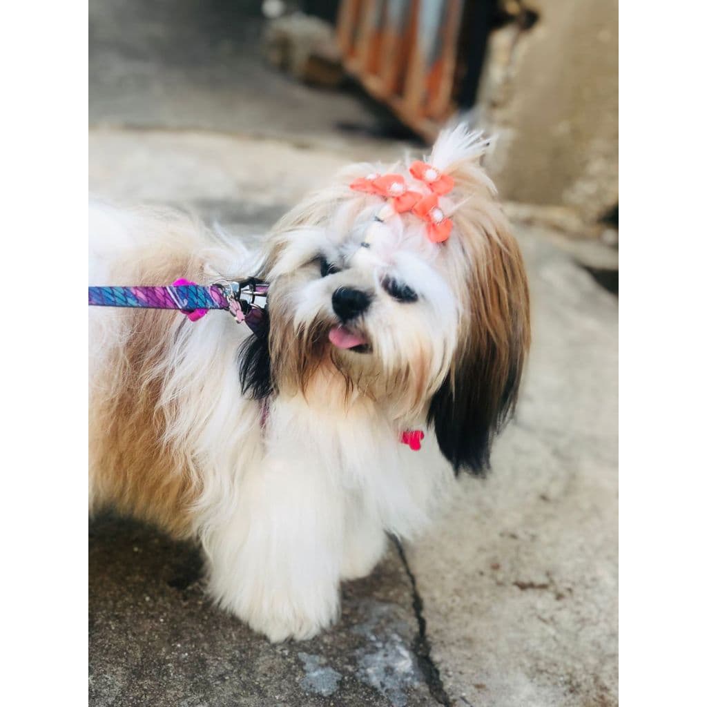 Coleira para cachorro e gato com identificação na plaquinha.