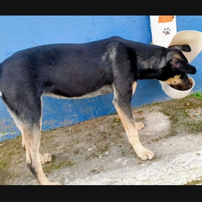 Telhadinho Anti-Pombos Para Comedouro e Bebedouro