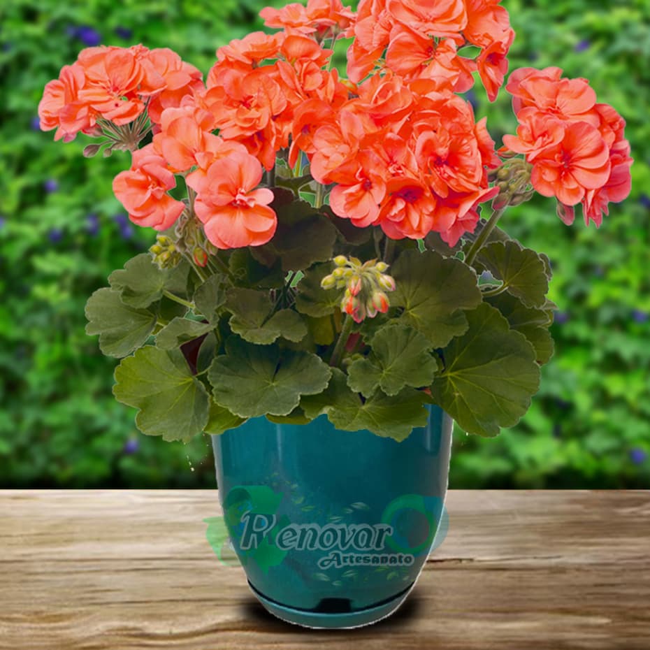 Vaso de Planta Pequeno Bojo com prato P