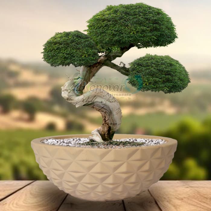 Vaso de Planta Bacia Diamante Suculenta Bonsai PP