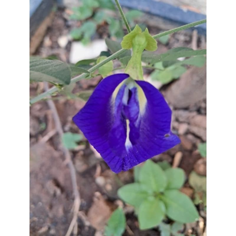 Clitória Ternatea - feijão borboleta, cunhã, flor azul (Sementes) folhas para chá 5 grs