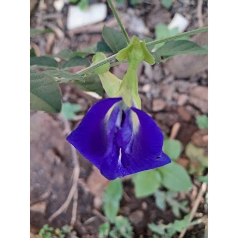 Clitória Ternatea, feijão borboleta, cunhã, flor azul, chá azul (Sementes) e 5 grs de folhas para chá